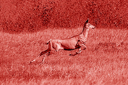 Leaping Mule Deer Running Across Grassland (Red Shade)