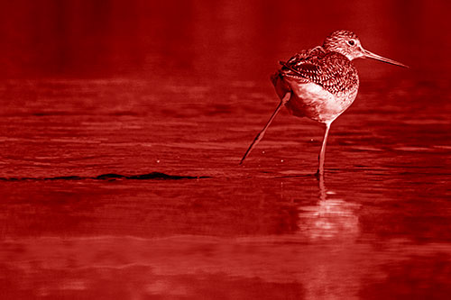 Leg Kicking Greater Yellowlegs Splashing Droplets (Red Shade Photo)