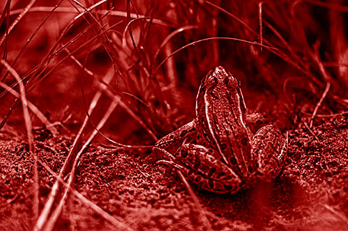 Leopard Frog Sitting Among Twisting Grass (Red Shade Photo)