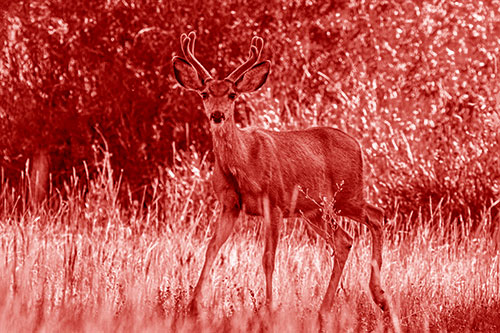 Lone Mule Deer Roaming Among Grass (Red Shade)