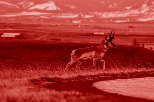 Lone Pronghorn Wanders Up Grassy Hillside (Red Shade Photo)