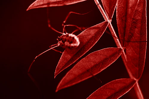 Long Legged Harvestmen Spider Clinging Onto Leaf Petal (Red Shade Photo)