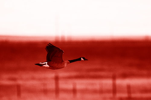 Low Flying Canadian Goose (Red Shade Photo)