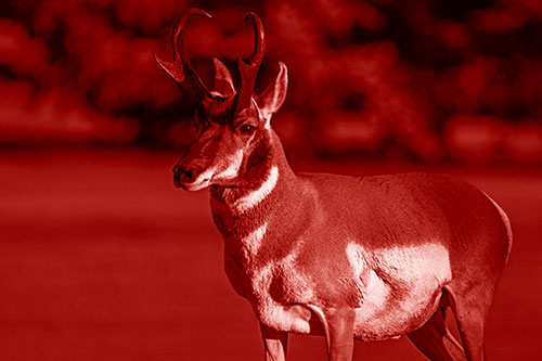 Male Pronghorn Keeping Watch Over Herd (Red Shade Photo)