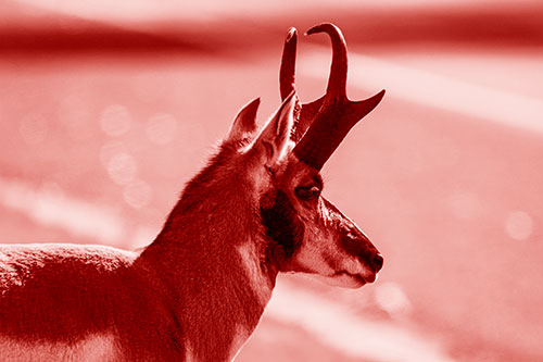 Male Pronghorn Looking Across Roadway (Red Shade Photo)