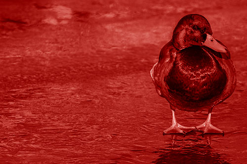 Mallard Duck Enjoying Sunshine Among Icy River Water (Red Shade Photo)