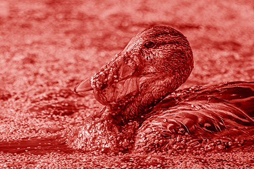 Mallard Duck Entangled In Algae (Red Shade)