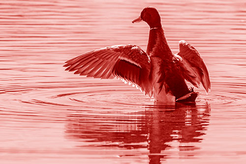 Mallard Duck Flaps Illuminated Wings Among Lake (Red Shade)