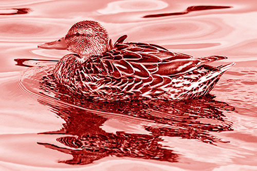 Mallard Duck Floats Among Swirling Water (Red Shade)