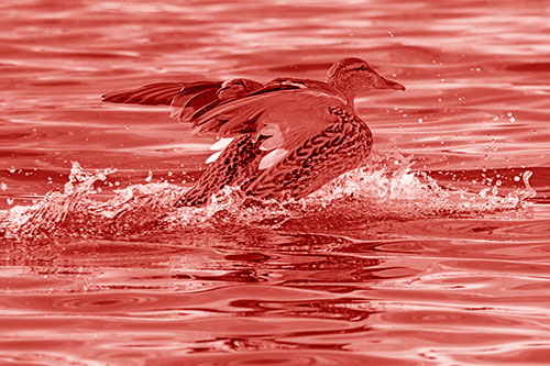 Mallard Duck Makes Splash Landing Atop Lake (Red Shade)