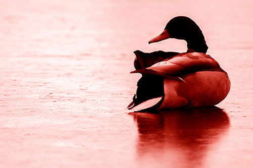Mallard Duck Resting Atop Ice Frozen Lake (Red Shade Photo)