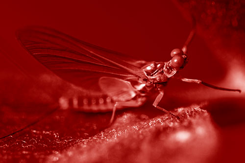 Mayfly Reaches Towards Plant Stem (Red Shade)