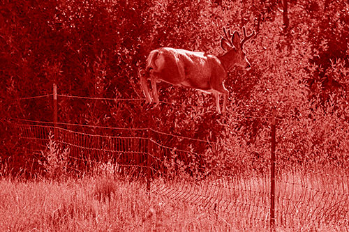 Midair Soaring Mule Deer Flying Over Fence (Red Shade)