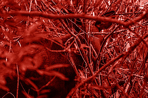 Moose Hidden Behind Tree Branches (Red Shade Photo)