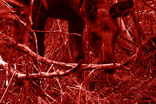 Moose Scouring Through Plants On Ground (Red Shade Photo)