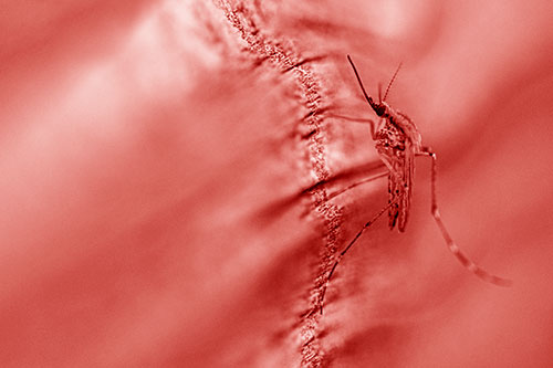 Mosquito Stretches Leg Among Wood (Red Shade)