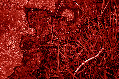 Mud Face Creeping Along Rock Edge (Red Shade Photo)