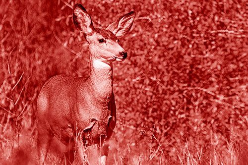 Mule Deer Gazes Across Landscape Horizon (Red Shade)