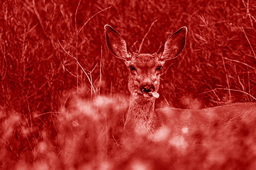 Mule Deer Sticking Tongue Out Sideways (Red Shade)