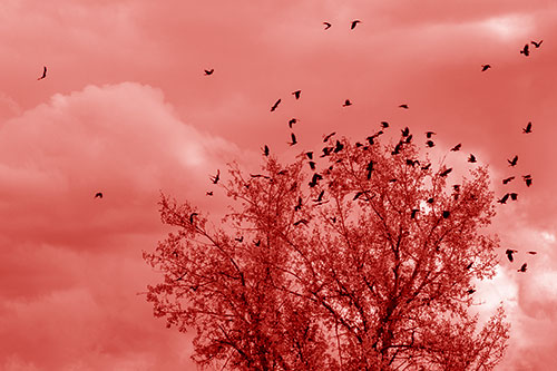 Murder Of Crows Swarm Autumn Tree (Red Shade)