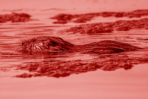 Muskrat Swimming Among Floating Algae (Red Shade)