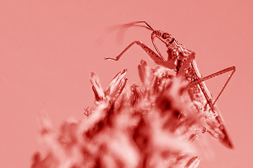 Nabis Lineatus Crawling Atop Plantago (Red Shade)