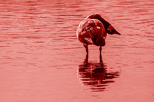Neck Contorting Canadian Goose Grooming Among Shallow Water (Red Shade)