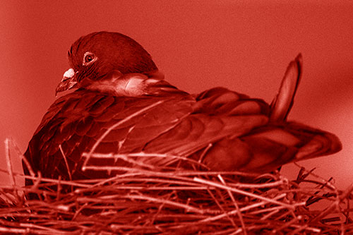 Nesting Pigeon Keeping Watch (Red Shade Photo)