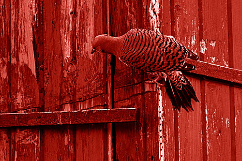 Northern Flicker Woodpecker Climbing Across Birdhouse (Red Shade Photo)