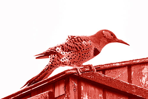 Northern Flicker Woodpecker Crouching Atop Birdhouse (Red Shade)
