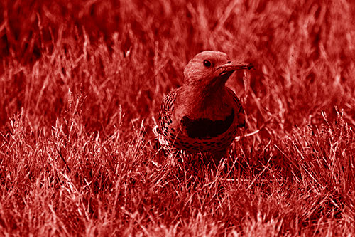 Northern Flicker Woodpecker Digging Up Dirt (Red Shade)