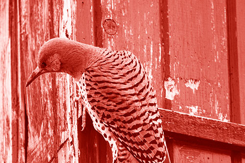 Northern Flicker Woodpecker Peeking Around Birdhouse (Red Shade Photo)