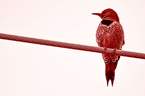 Northern Flicker Woodpecker Perched Atop Steel Wire (Red Shade)