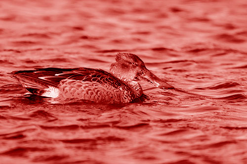 Northern Shoveler Duck Enjoying Lake Swim (Red Shade Photo)