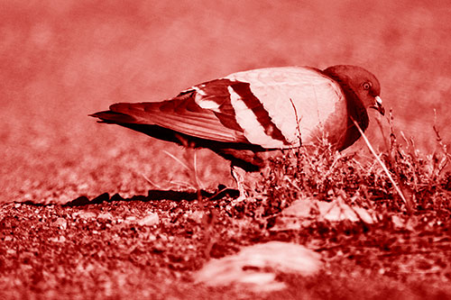 Observant Pigeon Scouring Among Dead Plants (Red Shade)