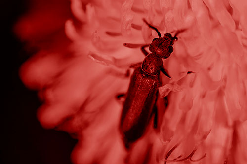 Oedemera Beetle Feasting Among Dandelion (Red Shade)