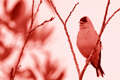 Open Mouthed American Goldfinch Standing On Tree Branch (Red Shade Photo)