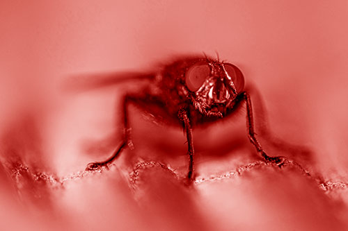 Open Mouthed Cluster Fly Shocked With Fear (Red Shade)