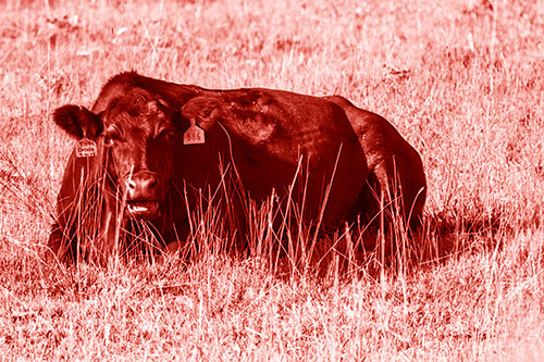 Open Mouthed Cow Resting On Grass (Red Shade)