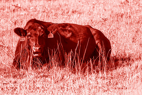 Open Mouthed Cow Resting On Grass (Red Shade Photo)