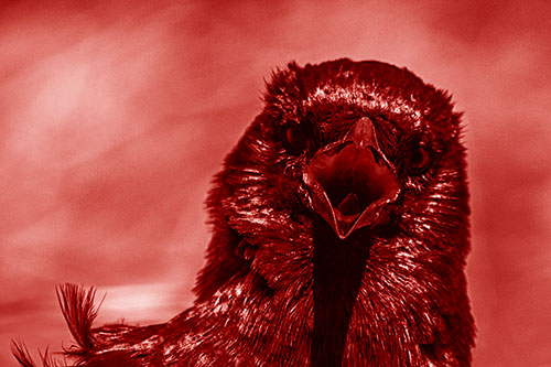 Open Mouthed Crow Screaming Among Wind (Red Shade Photo)