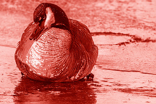 Open Mouthed Goose Laying Atop Ice Frozen River (Red Shade Photo)