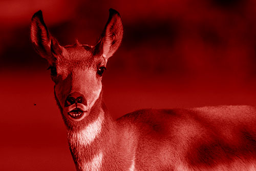 Open Mouthed Pronghorn Gazes In Shock (Red Shade)