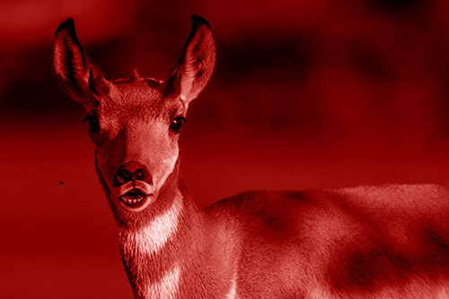 Open Mouthed Pronghorn Gazes In Shock (Red Shade Photo)