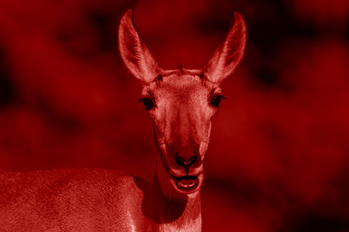 Open Mouthed Pronghorn Spots Intruder (Red Shade Photo)