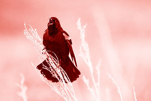 Open Mouthed Red Winged Blackbird Chirping Aggressively (Red Shade Photo)