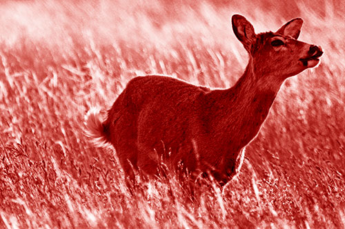Open Mouthed White Tailed Deer Among Wheatgrass (Red Shade Photo)