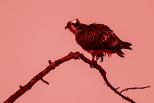 Osprey Hawk Balancing Among Bending Tree Branch (Red Shade)