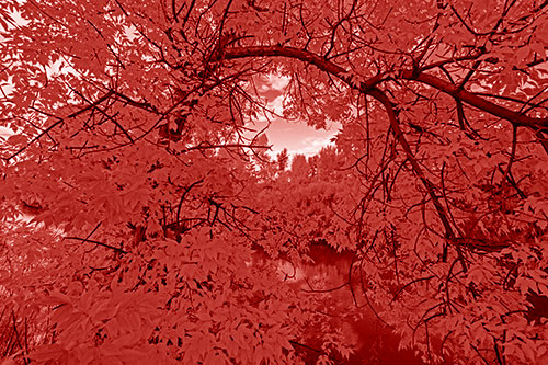 Overlooking River Through Bending Leaf Covered Autumn Tree Branch (Red Shade)