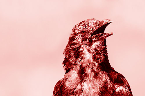 Panting Open Mouthed Crow Cooling Down Among Heat (Red Shade)